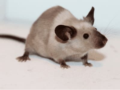 Ratto di fogna