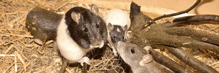 Topo e ratto