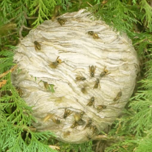 identificazione nido di vespe