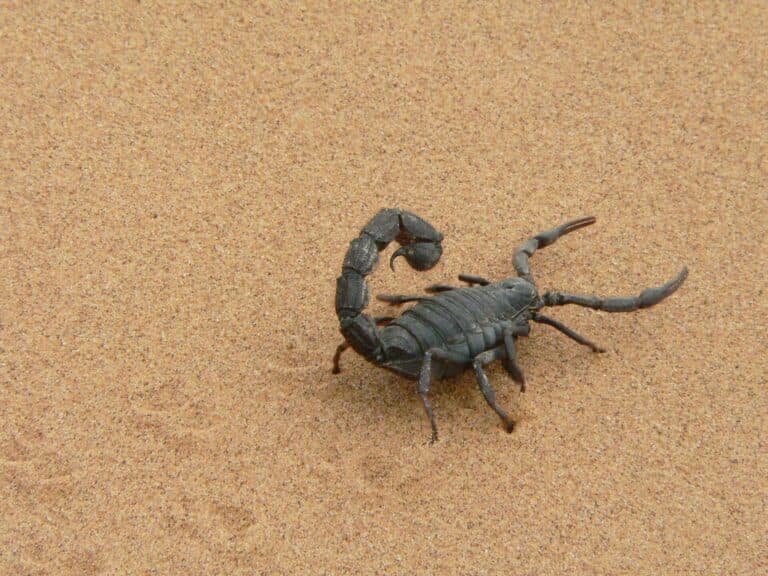scorpione