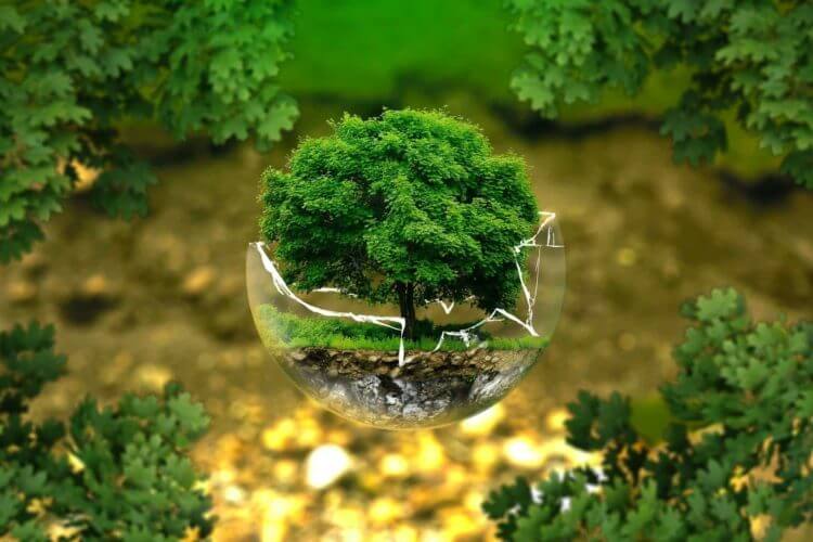 ambiente ecologico