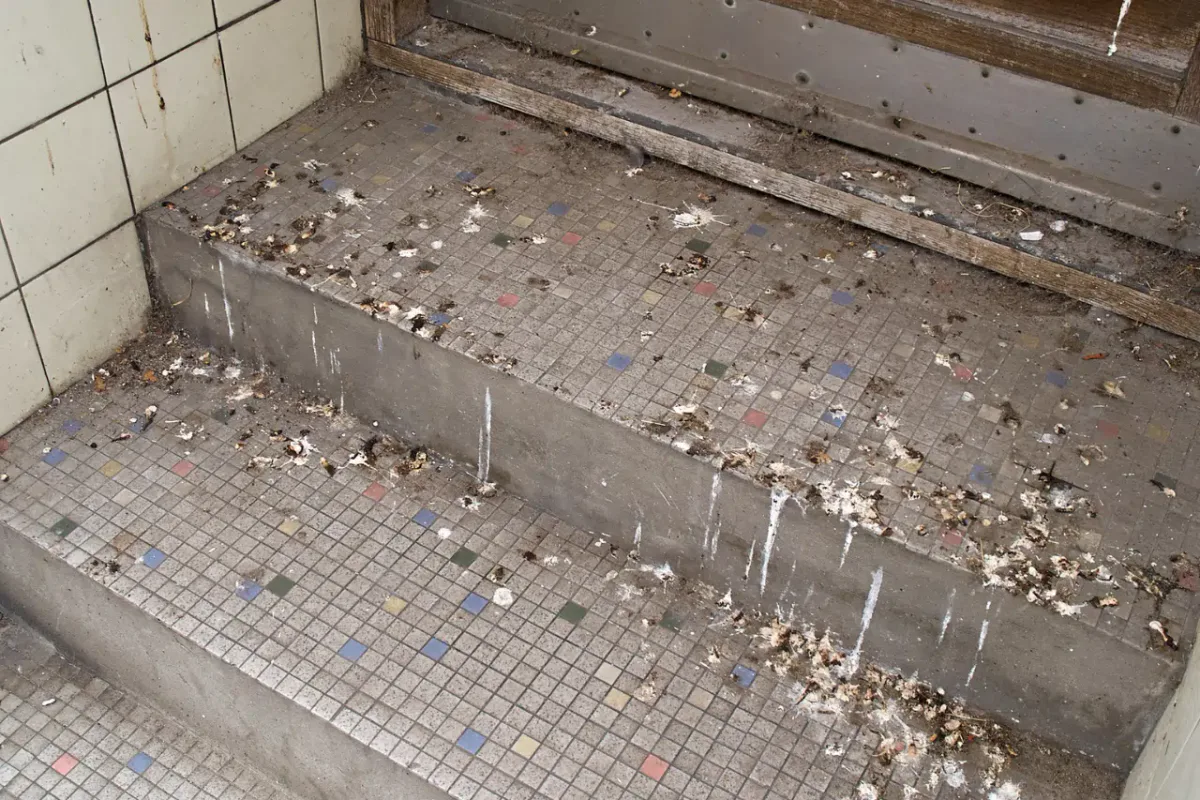 Pulizia Guano Piccioni Smaltimento Guano E Escrementi Piccioni pulizia-guano-piccioni-smaltimento-guano-e-escrementi-piccioni