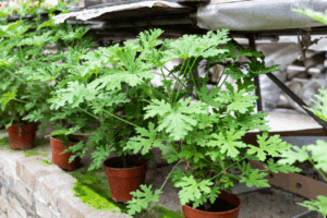 piante che allontanano gli insetti piante che allontanano gli insetti