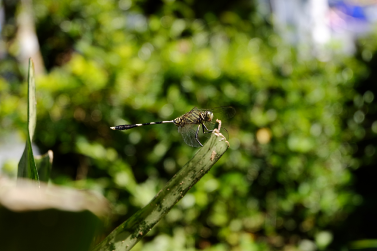 come eliminare le zanzare dal giardino